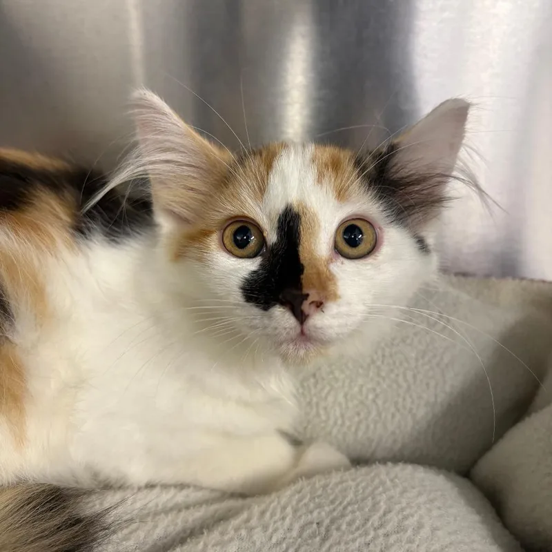 A baby small-sized female Calico Domestic Long Hair cat named Serena for adoption in North Branford, CT