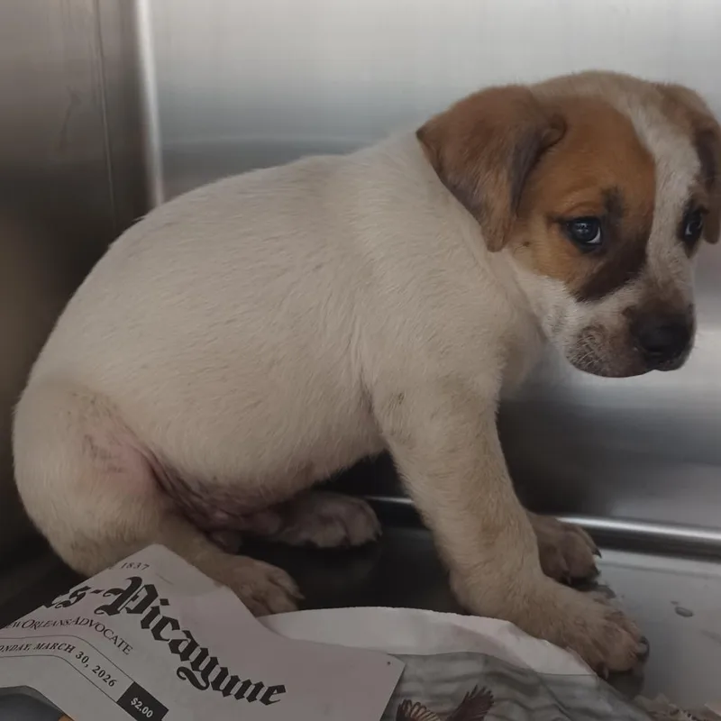 A baby small-sized male Red / Chestnut / Orange Cattle Dog dog named Tubby Custard for adoption in Hattiesburg, MS