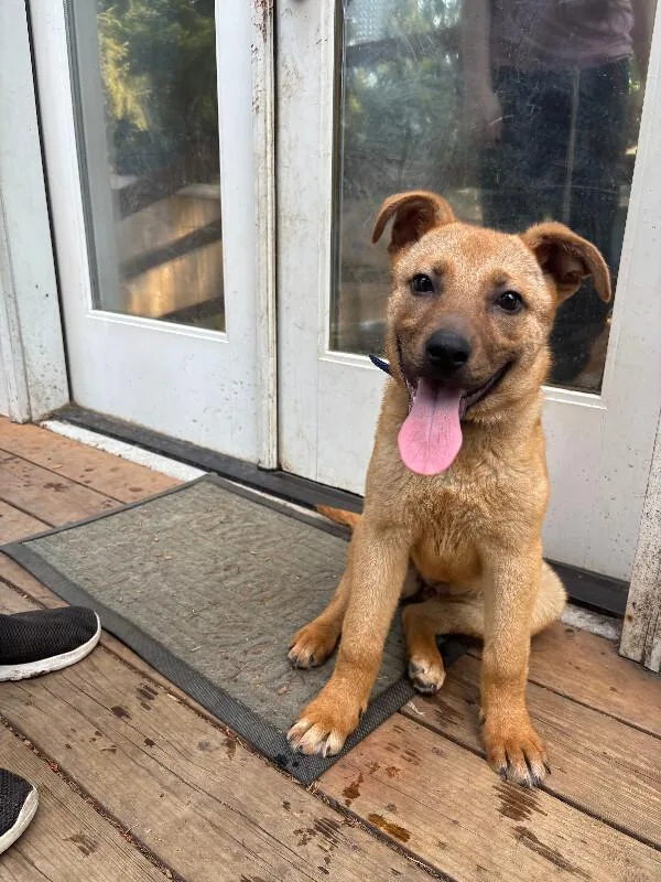 An adult medium-sized female Yellow / Tan / Blond / Fawn Australian Cattle Dog / Blue Heeler dog named Nova for adoption in renton, WA