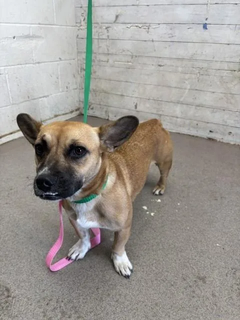 A young small-sized female Cardigan Welsh Corgi dog named Tiana for adoption in San Bernardino, CA