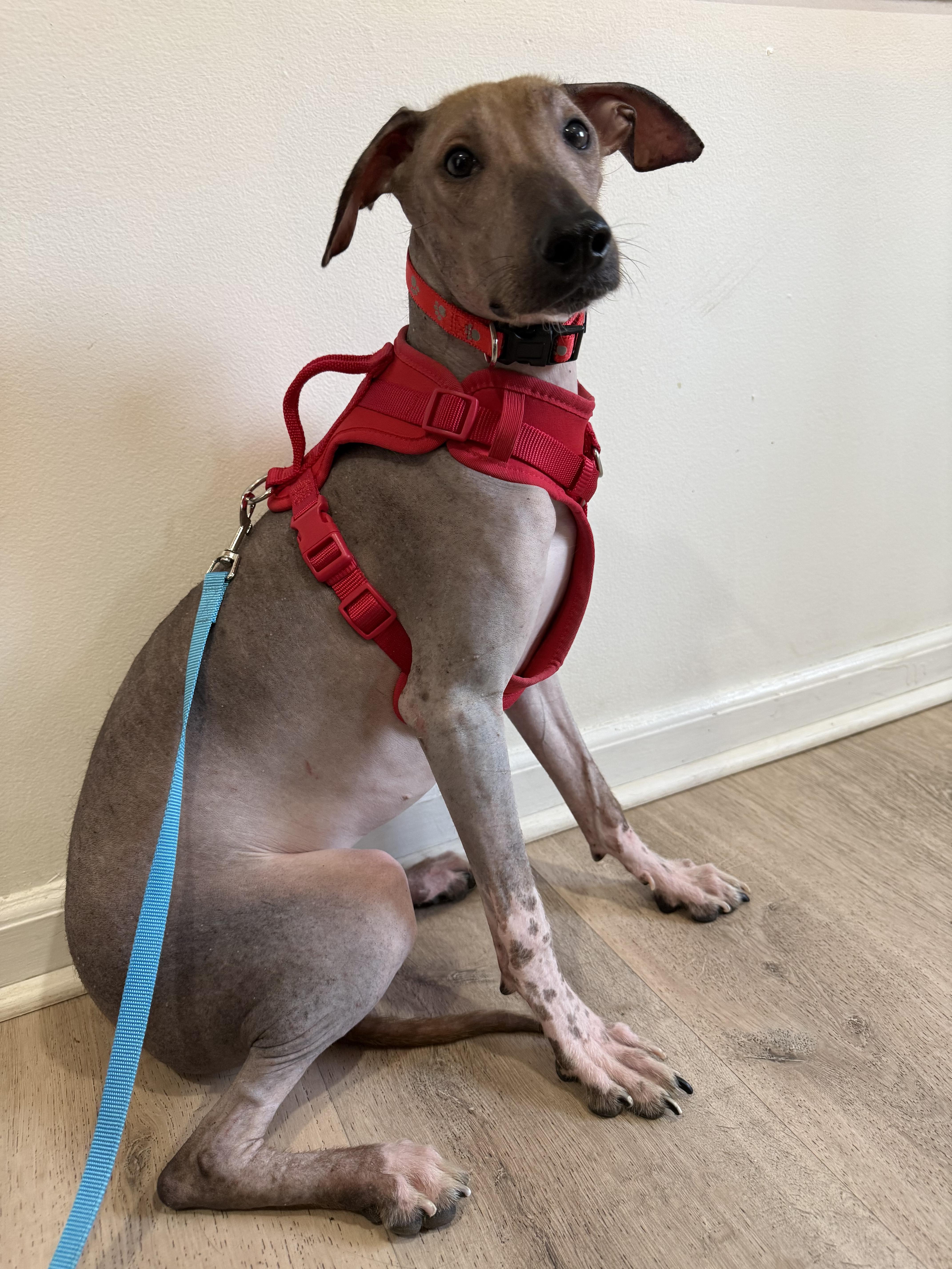 Princess Peach Fuzz thumbnail 3