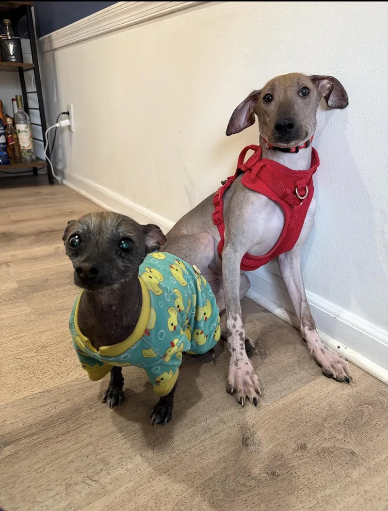 Princess Peach Fuzz thumbnail 4