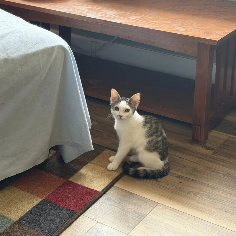 A baby small-sized female White Domestic Short Hair cat named Halfpint for adoption in Lindenhurst, NY