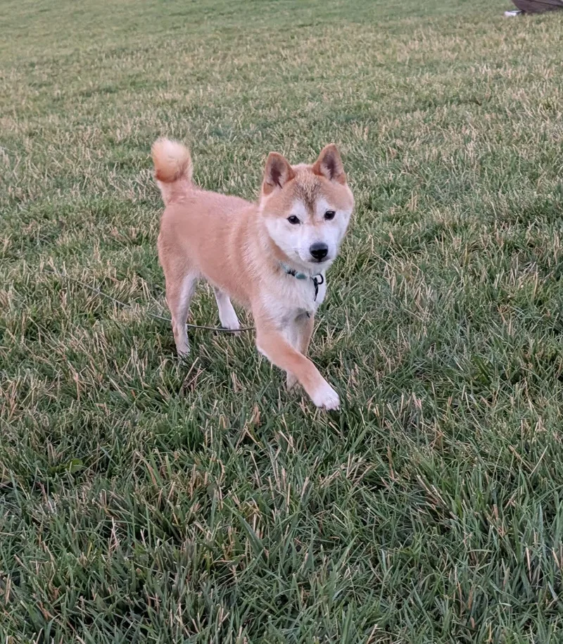 Kitsu