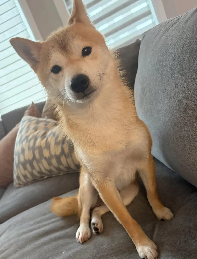 Kitsu thumbnail 3