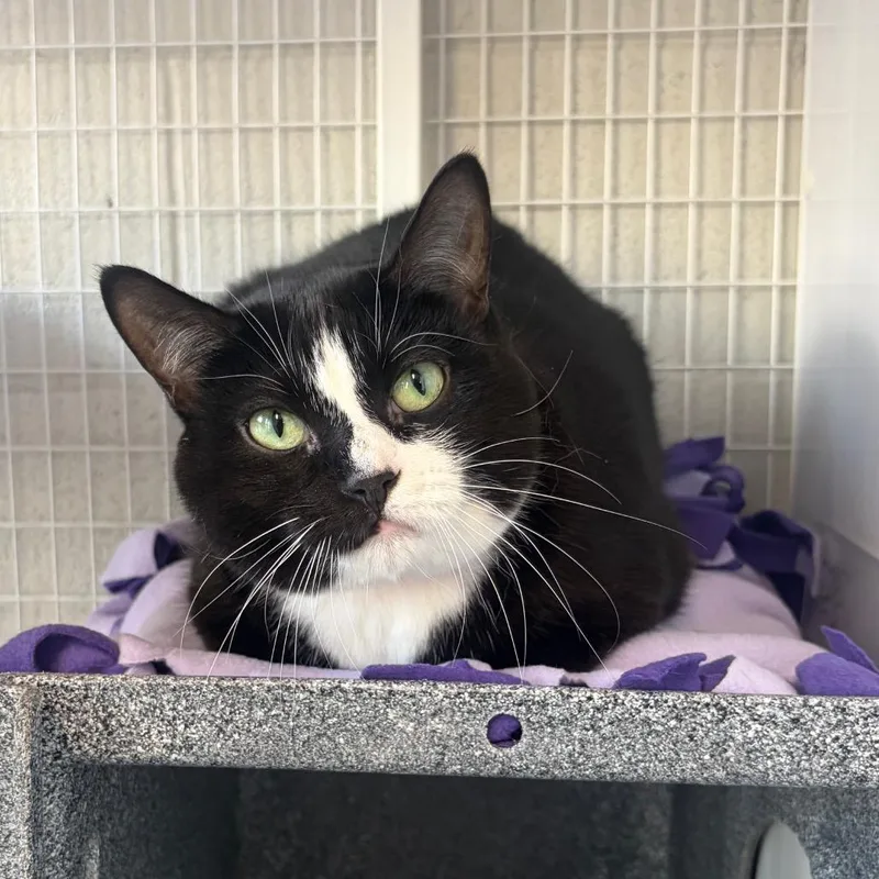An adult large-sized female Black Domestic Short Hair cat named Katherine for adoption in Chicago, IL