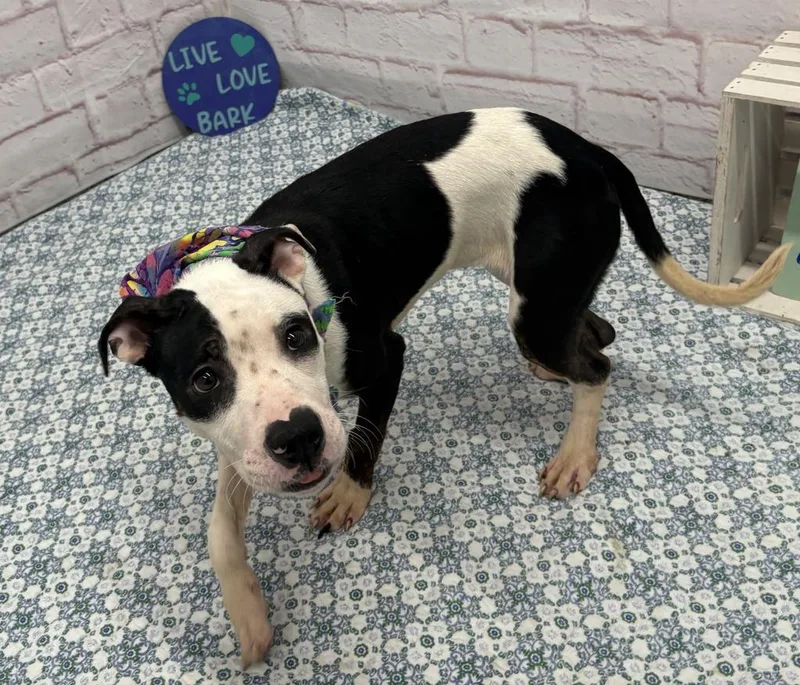 A young medium-sized female Mixed Breed dog named Biscotti Bounce for adoption in Detroit, MI