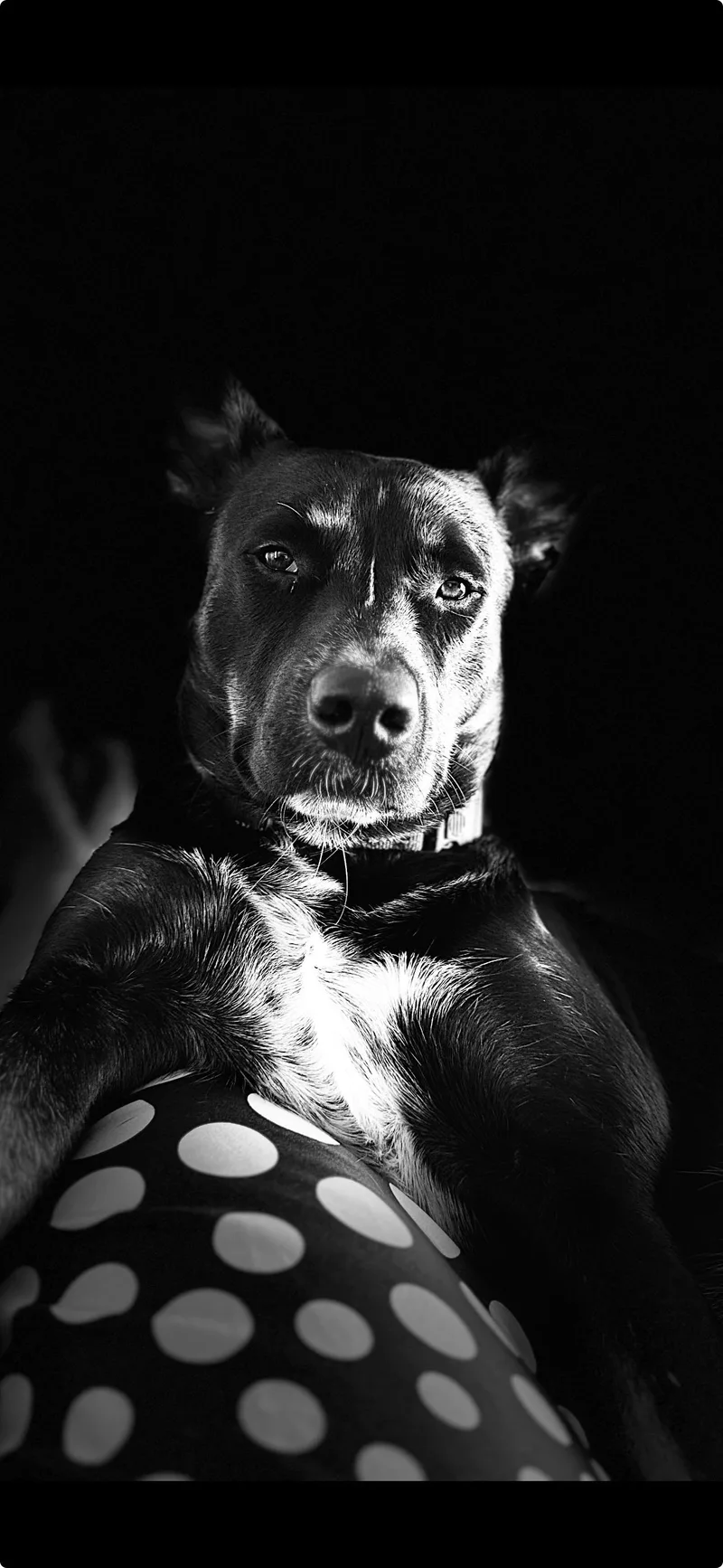 Blackie thumbnail 3