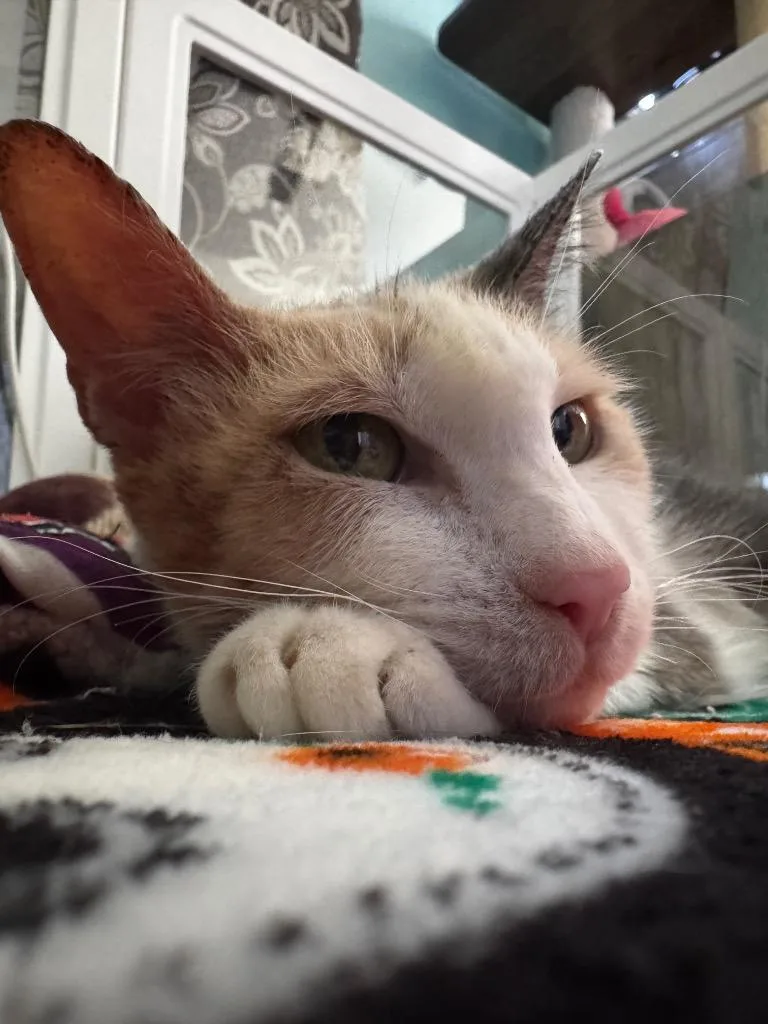 A senior medium-sized female Domestic Short Hair cat named Bobella for adoption in Hot Springs, AR