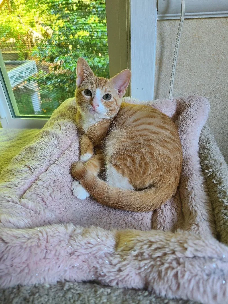 A baby medium-sized male Orange & White Domestic Short Hair cat named Bugsy & Honey Bee for adoption in Kirkland, WA