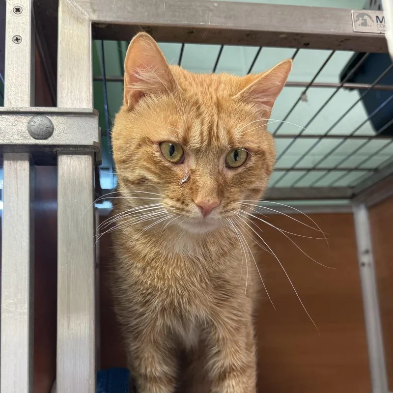 An adult large-sized male Orange / Red Domestic Short Hair cat named Kyler for adoption in South Elgin, IL