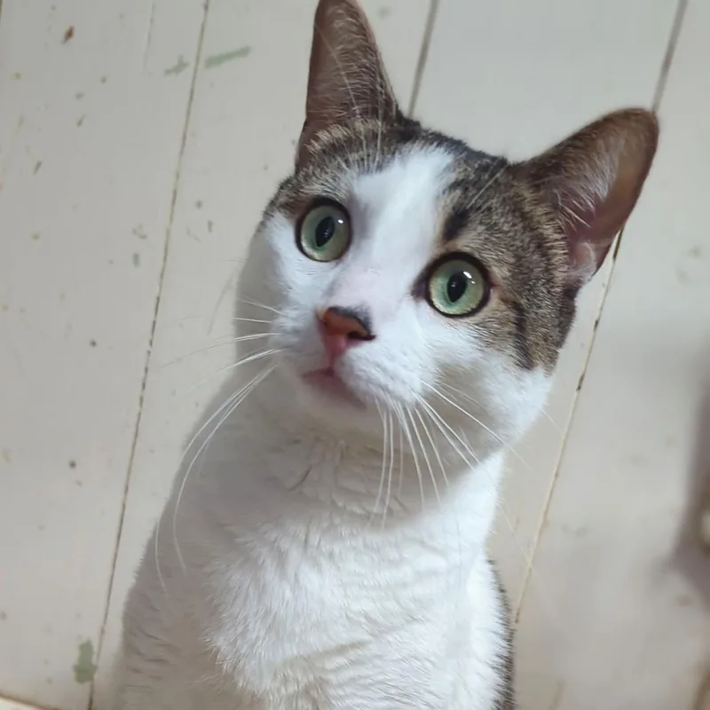 An adult medium-sized male White Domestic Short Hair cat named Razzy for adoption in New Windsor, NY