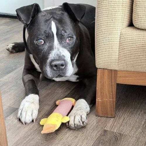 An adult large-sized male Black American Bulldog dog named Harvey for adoption in Glendale, AZ