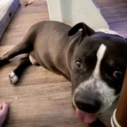 Harvey thumbnail 2