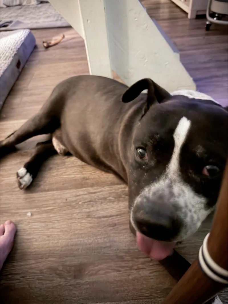 Harvey thumbnail 6