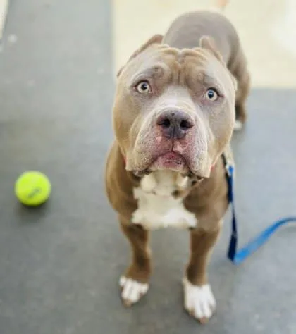 An adult large-sized male Mixed Breed dog named Buster for adoption in West Chester, PA