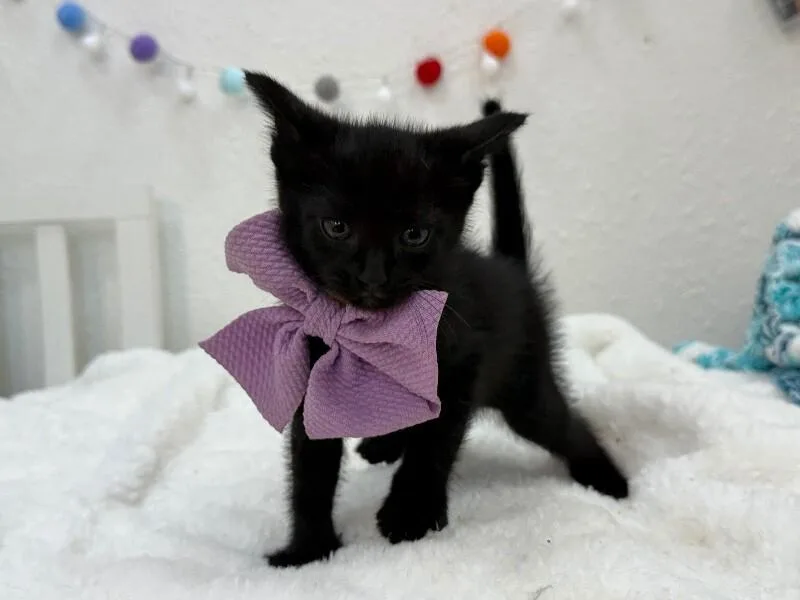 A baby medium-sized female Black Bombay cat named Tinker Belle Bunny for adoption in Friendswood, TX