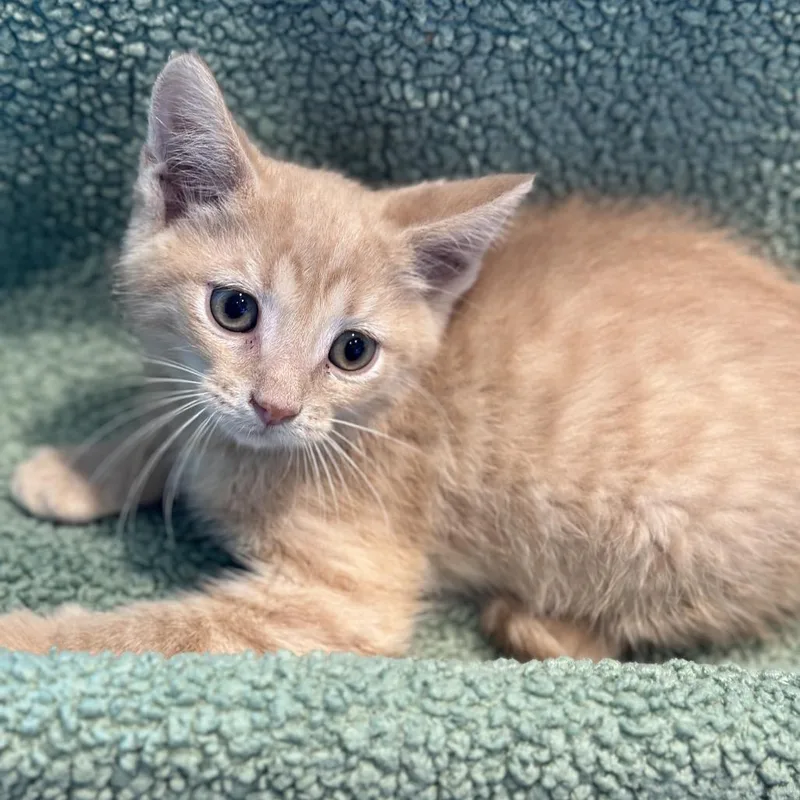 A baby small-sized male Buff / Tan / Fawn Domestic Short Hair cat named Carson for adoption in Matteson, IL