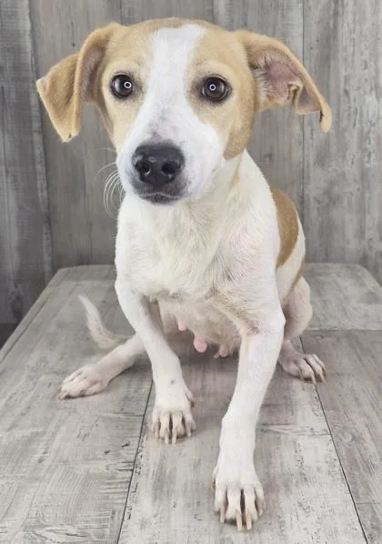 An adult medium-sized female Terrier dog named Shorty for adoption in Shreveport, LA