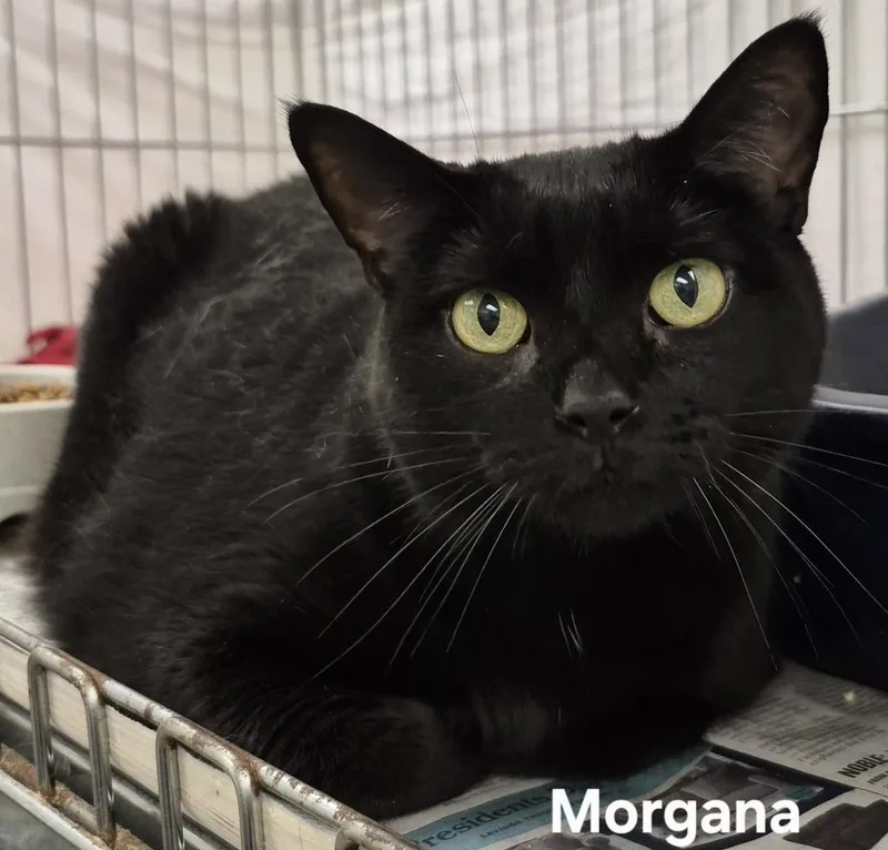 A senior medium-sized female Domestic Short Hair cat named Morgana for adoption in Kendallville, IN