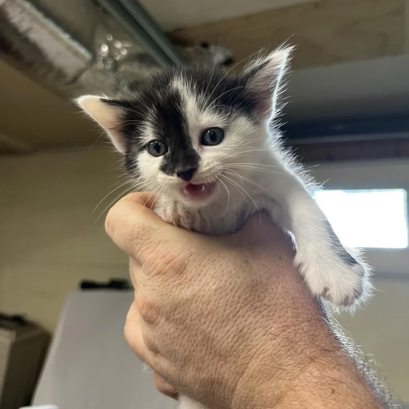 A baby small-sized female Black Domestic Short Hair cat named Hoisin for adoption in Harrisville, WV