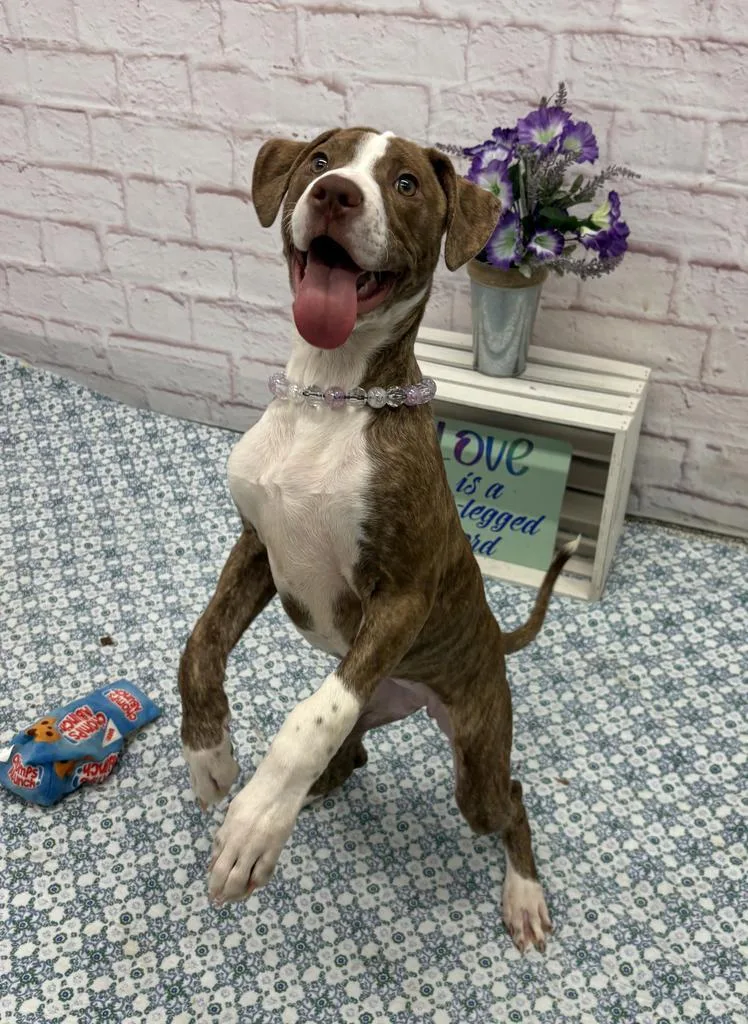 A baby medium-sized female Mixed Breed dog named St. Lucia for adoption in Detroit, MI