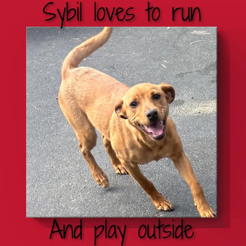 Sybil thumbnail 2
