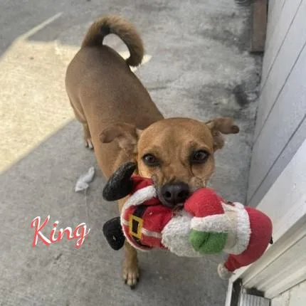 An adult small-sized male Chihuahua dog named King cuddlylapdog for adoption in Houston, TX