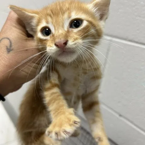 A baby small-sized male Orange / Red Domestic Short Hair cat named Chevy for adoption in Lufkin, TX