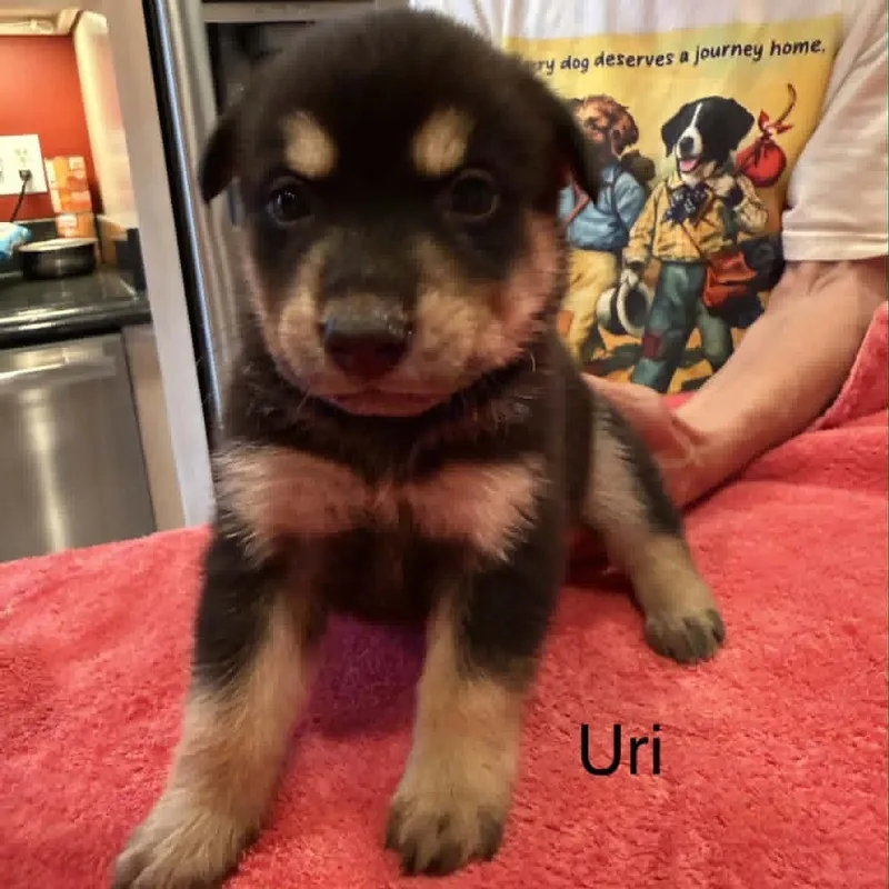 A baby medium-sized male Black Mixed Breed dog named Uri for adoption in Alexandria, VA