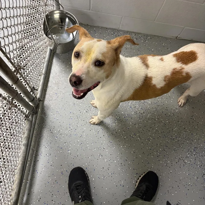 An adult medium-sized female Mixed Breed dog named Graffiti for adoption in Danville, KY
