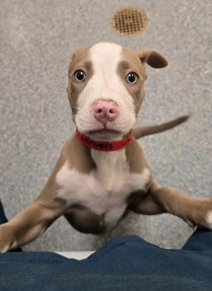 Lila