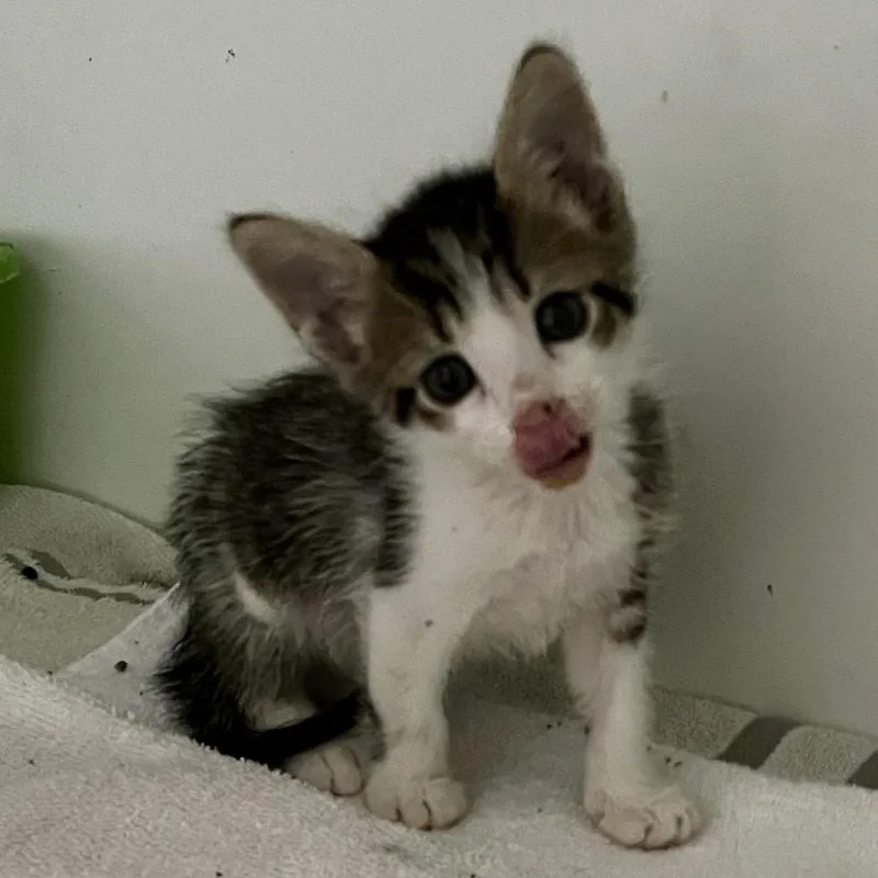 A baby small-sized male Gray / Blue / Silver Domestic Short Hair cat named Darren for adoption in Sarasota, FL