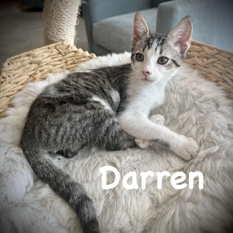Darren thumbnail 4