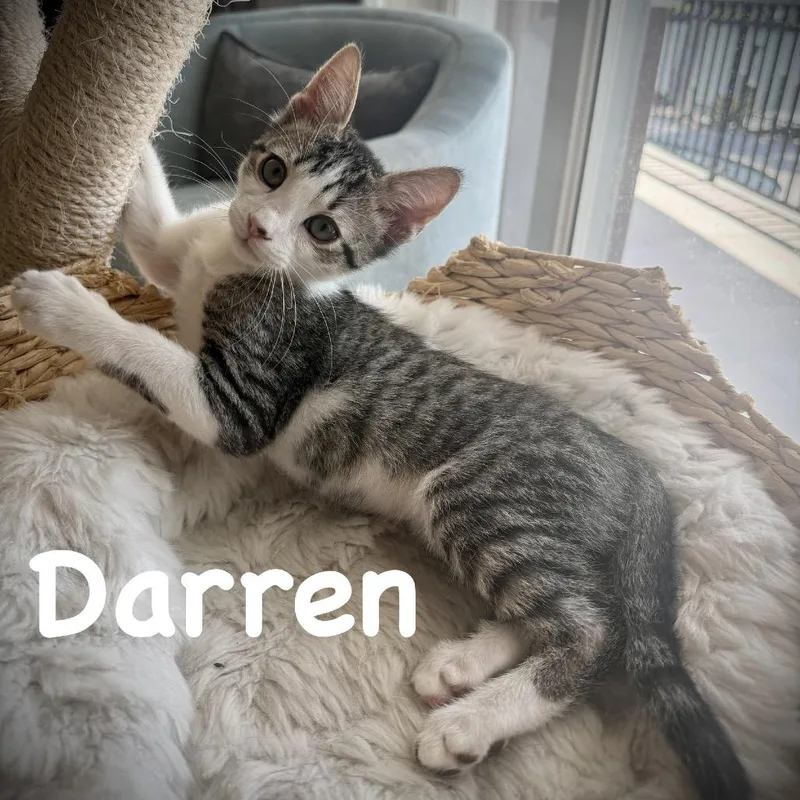 Darren thumbnail 5