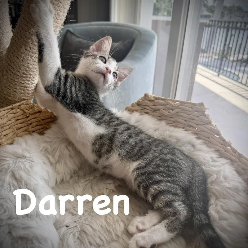 Darren thumbnail 6