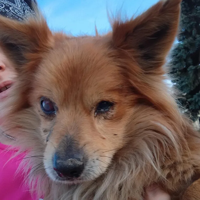 An adult small-sized male Red / Chestnut / Orange Pomeranian dog named Foxy for adoption in Normal, IL