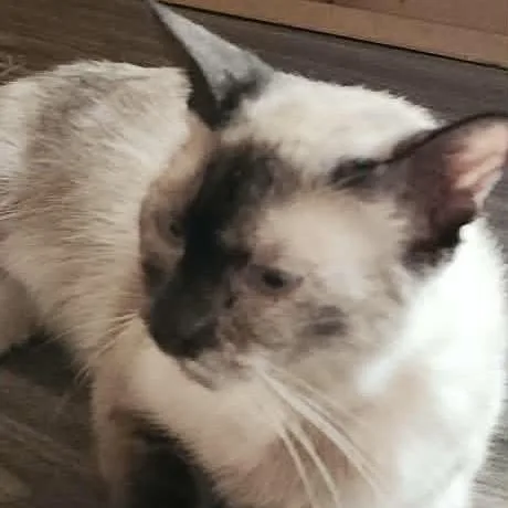 Oreo thumbnail 3