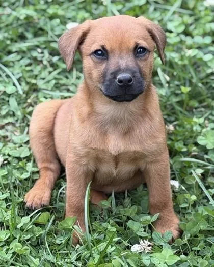 A baby medium-sized female Beagle dog named Buttercup for adoption in Malvern, PA