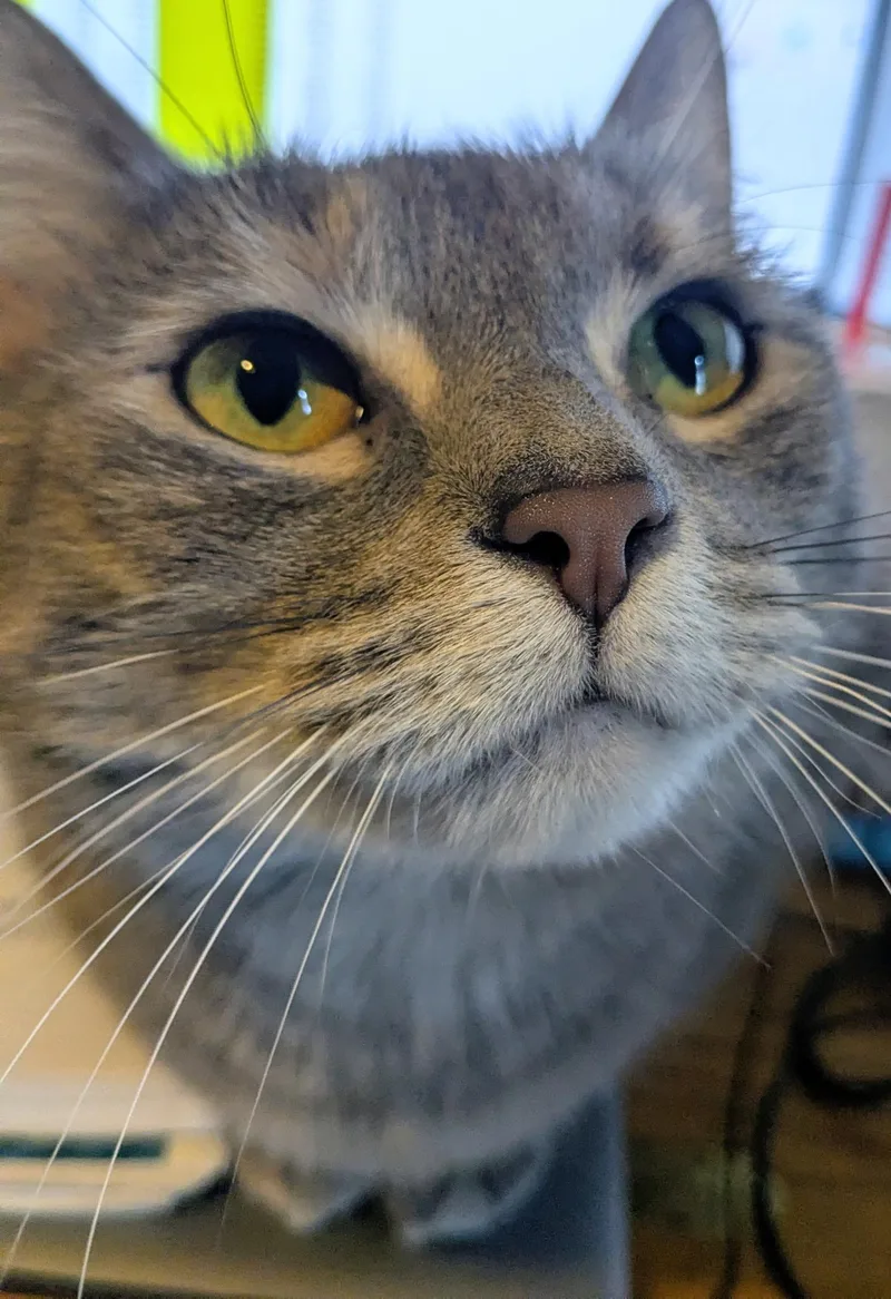 An adult medium-sized female Domestic Short Hair cat named Mia for adoption in Easley, SC