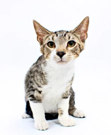 A young small-sized male Domestic Short Hair cat named Benjamin for adoption in Morton Grove, IL