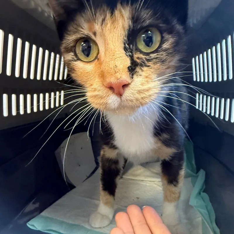 An adult medium-sized female Black Domestic Short Hair cat named Turtle Dove for adoption in Austin, TX