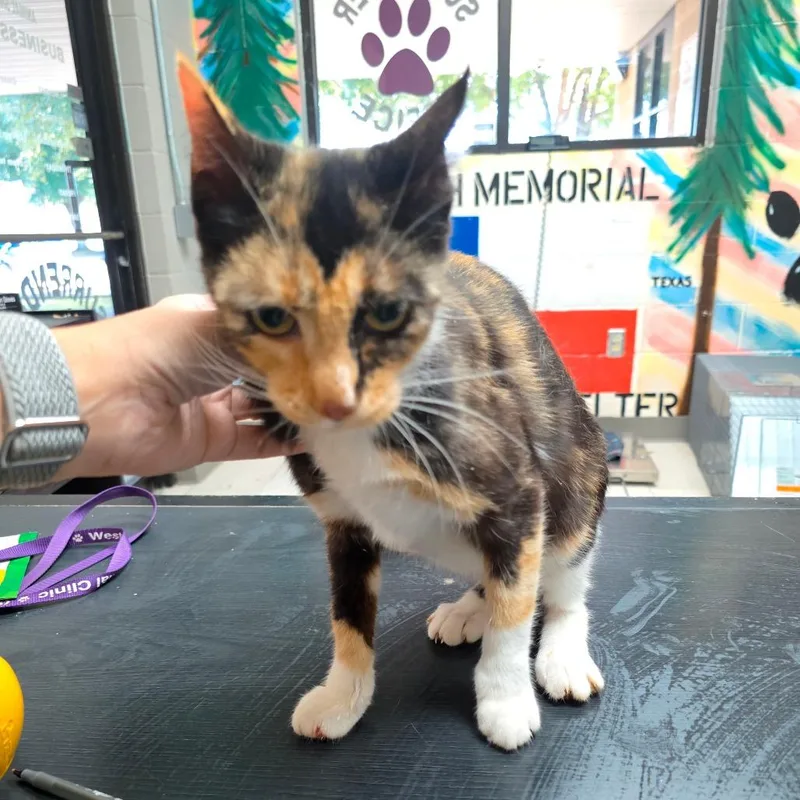 Turtle Dove thumbnail 2