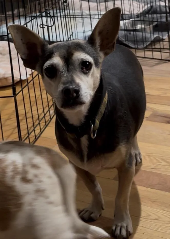 Gus