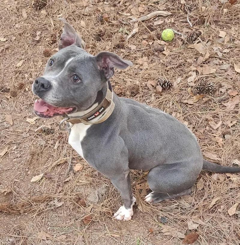 Jelly Bean thumbnail 2