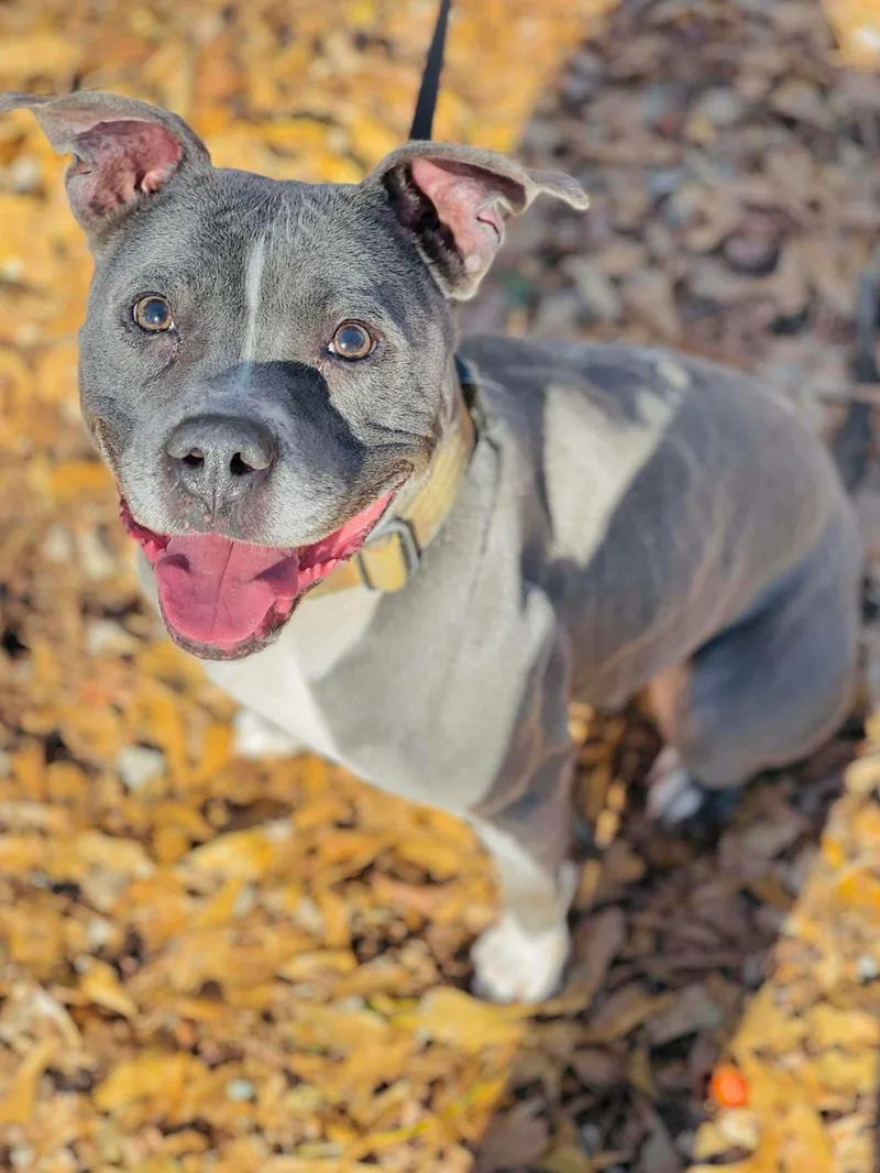 Jelly Bean thumbnail 3