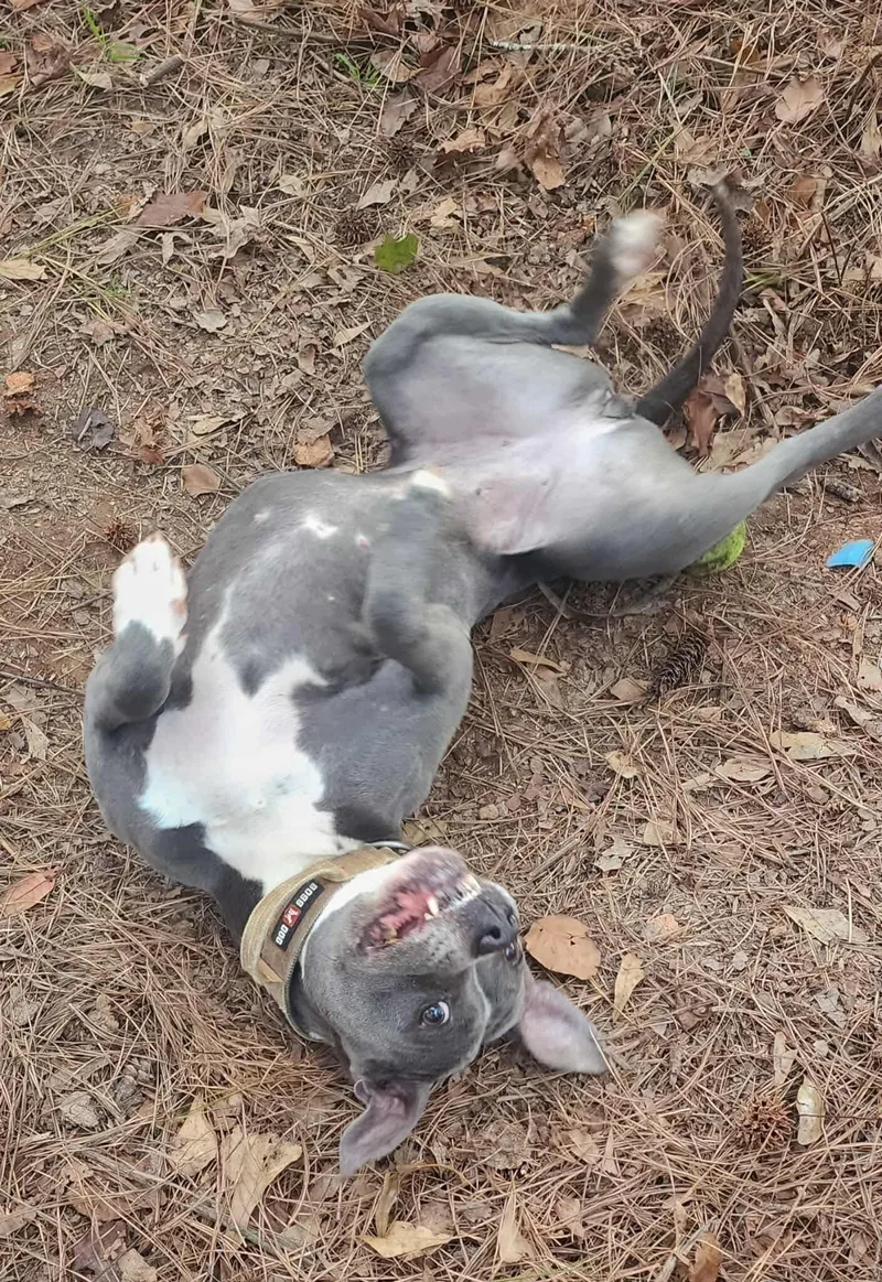 Jelly Bean thumbnail 4