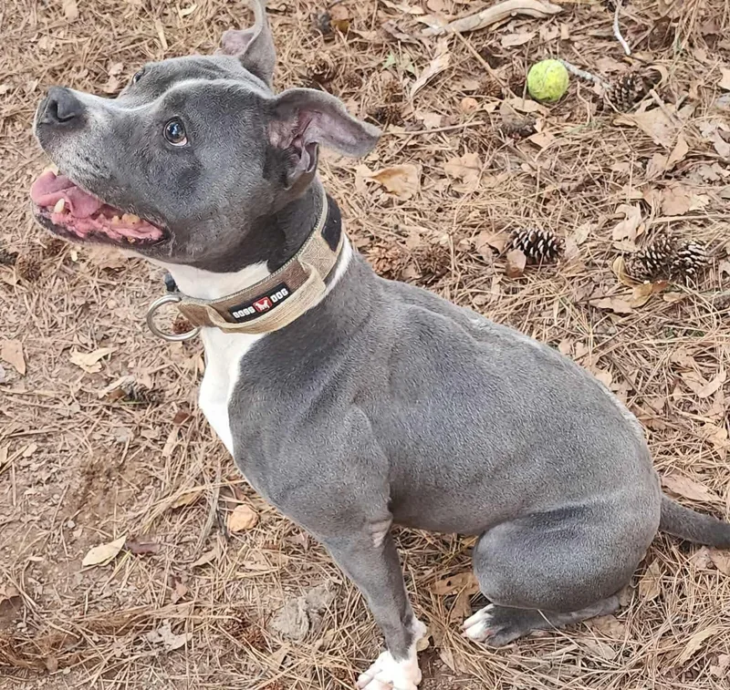 Jelly Bean thumbnail 5