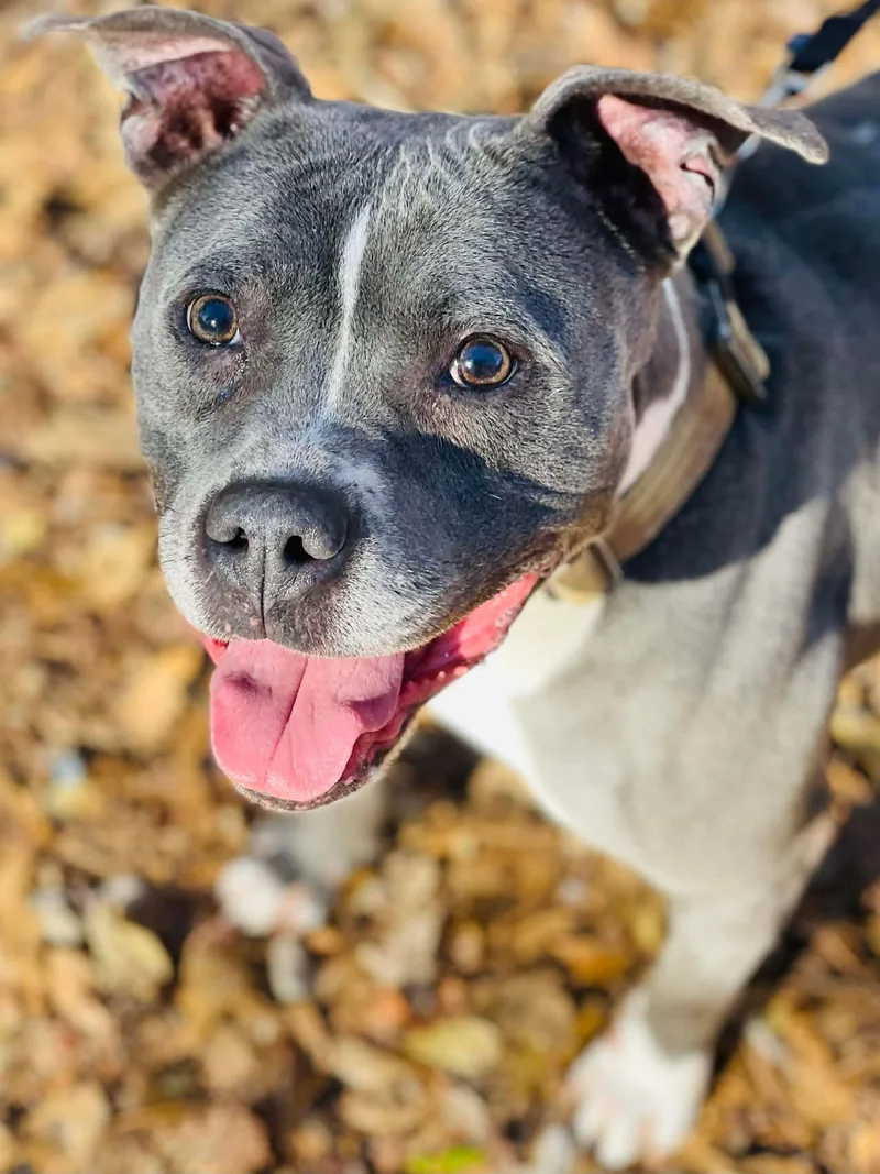 Jelly Bean thumbnail 6