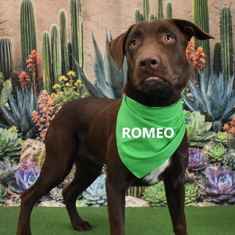 An adult large-sized male Labrador Retriever dog named Romeo for adoption in Yuma, AZ